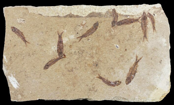 Ten Small Knightia Fossil Fish - Wyoming #60807